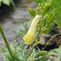 Aconitum lycoctonum